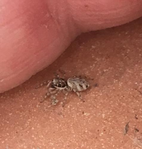Salticus sp.